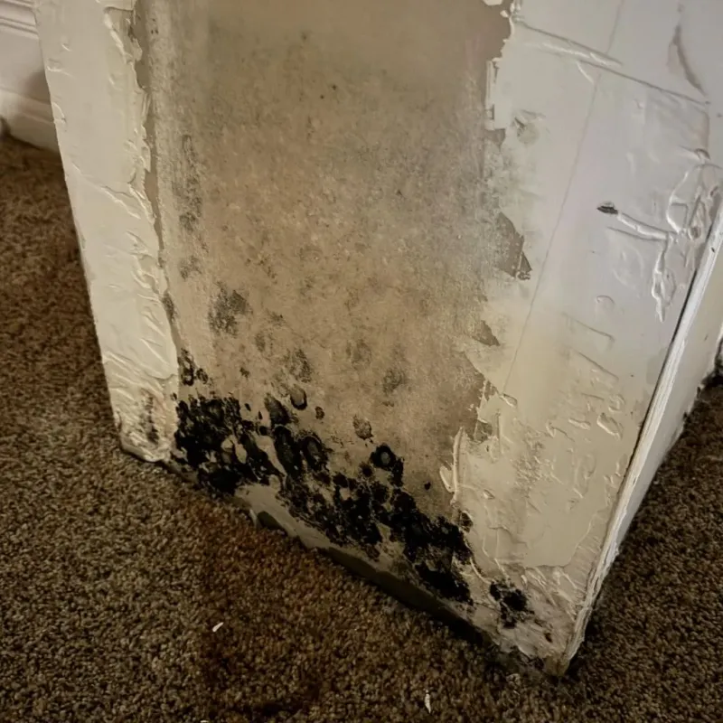 Professional Mold Removal in Brookside, AL